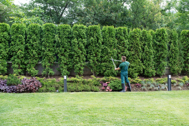 Trusted Bingham Farms, MI Tree Services Experts